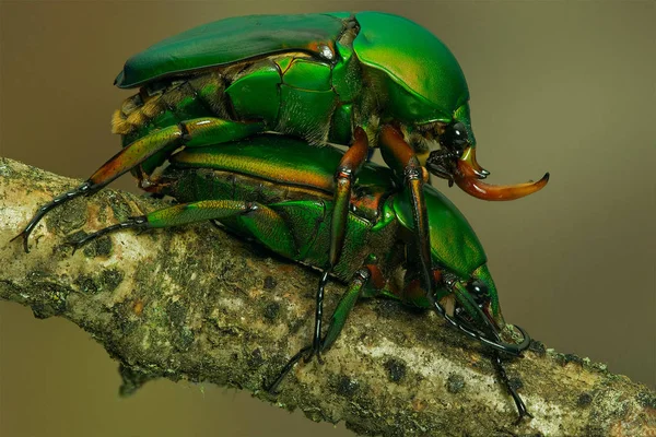 Afrikanische Rosenkäfer Bei Der Paarung — Stockfoto