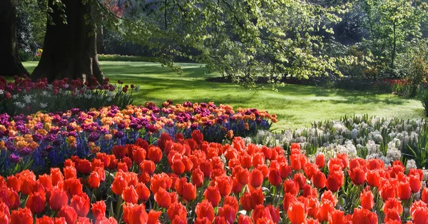 Gyönyörű Kilátás Nyílik Természetes Tulipán Virágok — Stock Fotó