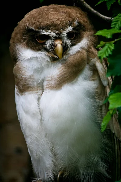 Vista Panorámica Hermoso Pájaro Naturaleza — Foto de Stock