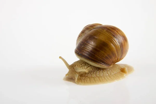 Slow Snail Slimy Animal — Stock Photo, Image