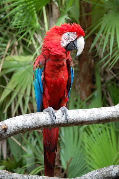 Papagaio Tropical Pássaro Flora Fauna — Fotografia de Stock