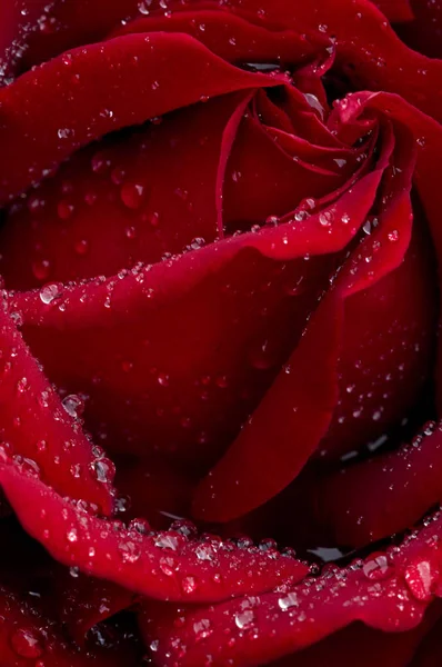Červené Květy Růží Flóra — Stock fotografie