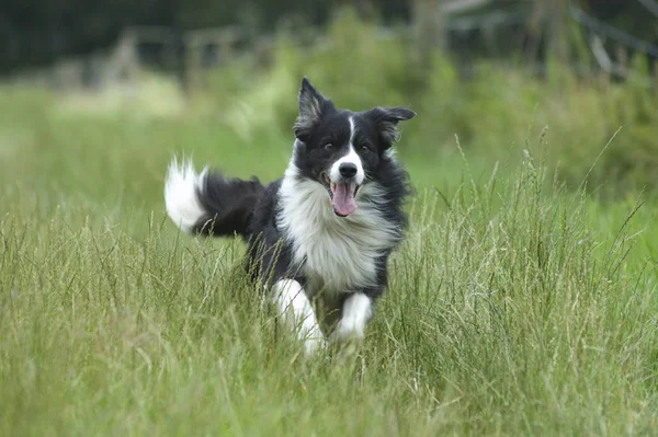 Border Collie Hund Haustier Tier — Stockfoto