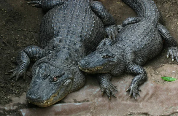 Алігатор Крокодили Дикої Природи Небезпечний Хижак Рептилій — стокове фото