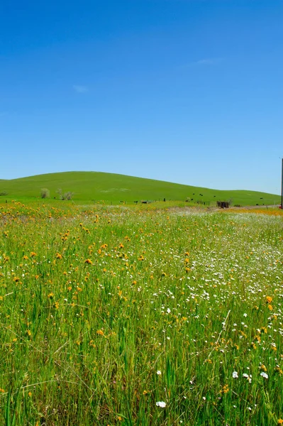 Wiosna Polne Kwiaty Rolling Hills — Zdjęcie stockowe