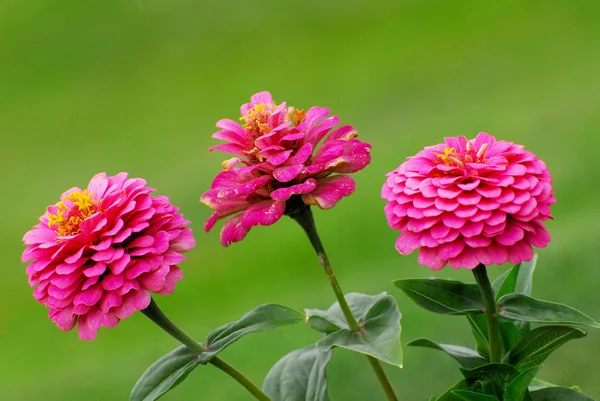 Sommar Flora Blomma Och Botanik Koncept — Stockfoto