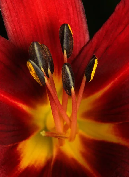 Nahaufnahme Der Schönen Lilienblüte — Stockfoto