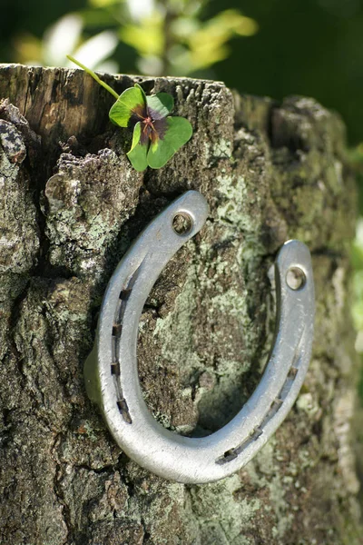四葉のクローバーを持つ木の上の馬蹄形 — ストック写真