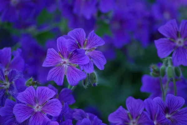 Журавлики Фіолетові Фіолетові Пелюстки Квітів Флора — стокове фото