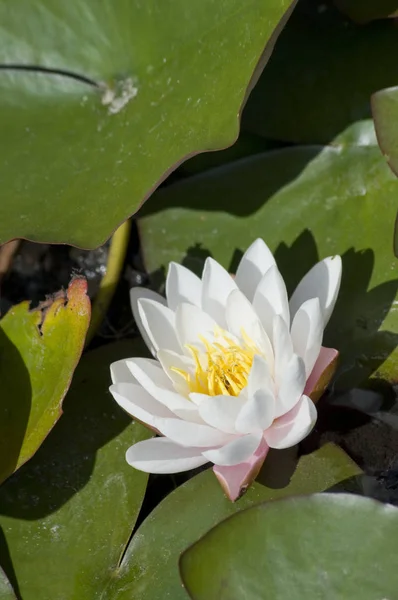 Pétalos Flor Lirio Agua Planta Acuática — Foto de Stock