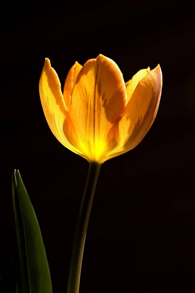 Vue Panoramique Belles Fleurs Tulipes — Photo