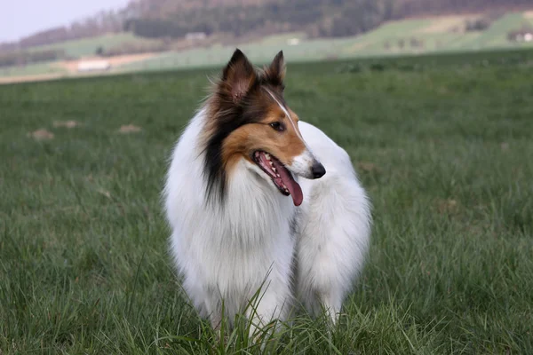 Collie Stamboom Hond Dier Huisdier — Stockfoto