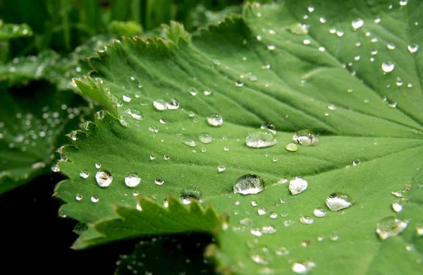 Schöne Botanische Aufnahme Natürliche Tapete — Stockfoto