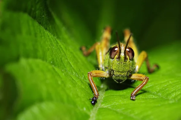 Closeup Bug Wild Nature — Stock Photo, Image