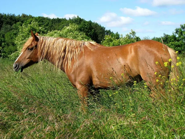 Άλογο Στο Βοσκότοπο — Φωτογραφία Αρχείου