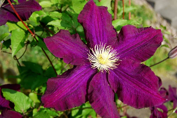 Płatki Kwiatów Clematis Flora — Zdjęcie stockowe