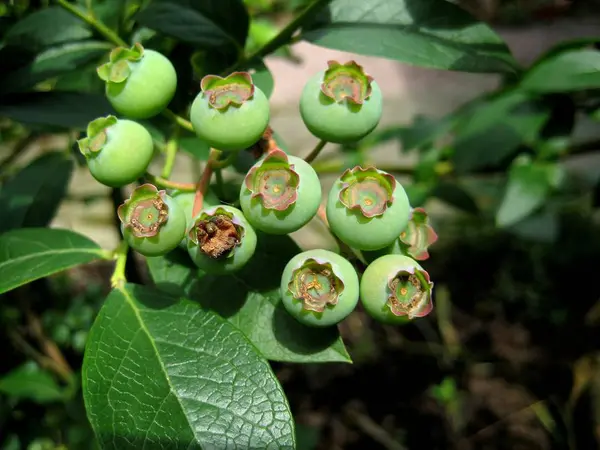 Schöne Botanische Aufnahme Natürliche Tapete — Stockfoto