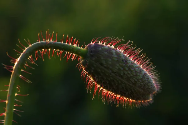 Vista Vicino Bellissimi Fiori Papavero Selvatico — Foto Stock