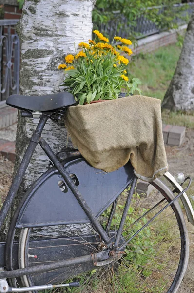 Rower Kwiatowym Układem — Zdjęcie stockowe