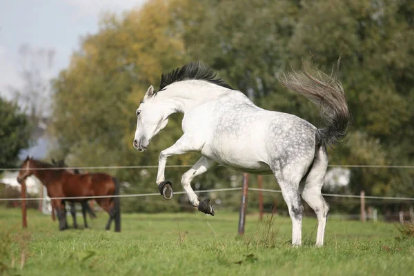 Schattig Paard Wilde Natuur — Stockfoto