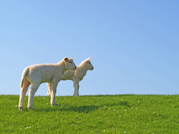 Két Húsvéti Bárány — Stock Fotó