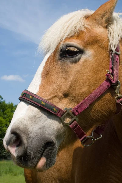 Een Paardenkop — Stockfoto