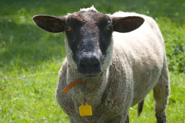 Domestic Cattle Pasture — Stock Photo, Image