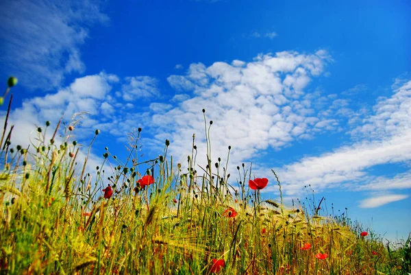 Close Uitzicht Mooie Wilde Papaver Bloemen — Stockfoto