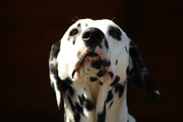 Портрет Милой Собаки — стоковое фото