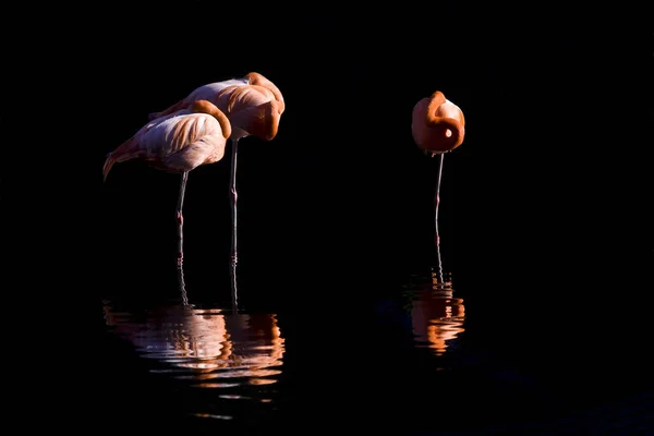 Malerischer Blick Auf Majestätische Flamingos Der Natur — Stockfoto