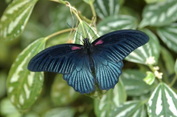 Stor Mormon Papilio Memnon — Stockfoto