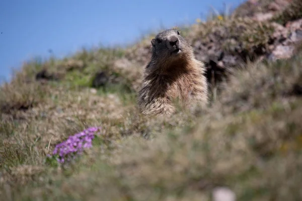 Marmota Marmota Roedor — Fotografia de Stock