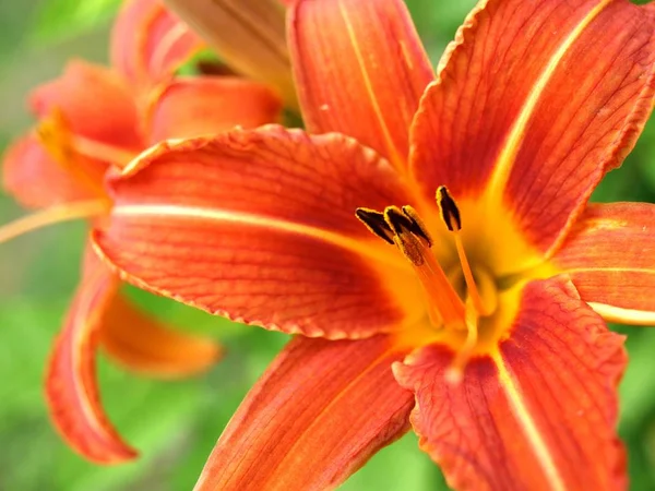 Вид Крупным Планом Прекрасный Цветок Лилии — стоковое фото