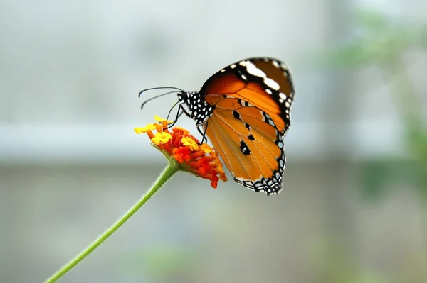 Monarca Africano Danaus Chrysippus Sentado Uma Flor — Fotografia de Stock