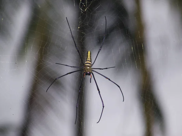 Creepy Spider Scary Insect — Stock Photo, Image