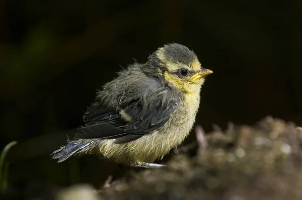 Close Young Blue Tit — 스톡 사진