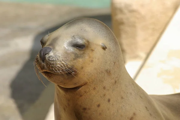 Sealion Animal Mamífero Marinho — Fotografia de Stock