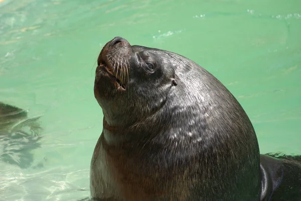 Velho Sealion Sol — Fotografia de Stock