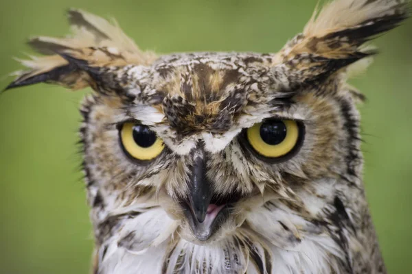 Festői Kilátás Gyönyörű Madár Természetben — Stock Fotó