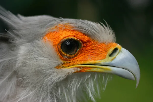 Bird-watching, cute bird at wild nature