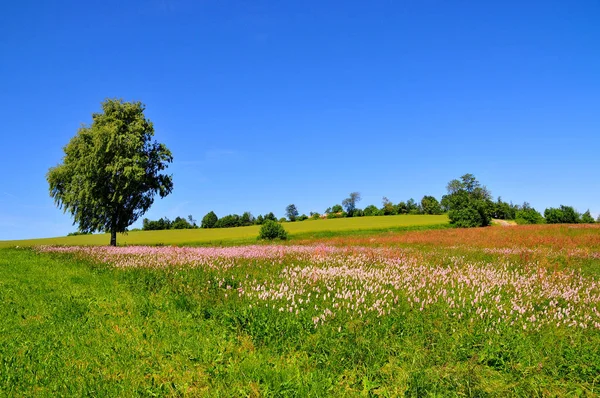 Bella Baviera Ufficialmente Libero Stato — Foto Stock