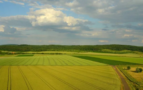 Ländliche Landwirtschaft Weizenfeld — Stockfoto