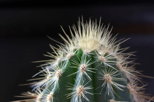 Tropische Pflanze Kaktus Botanische Flora — Stockfoto