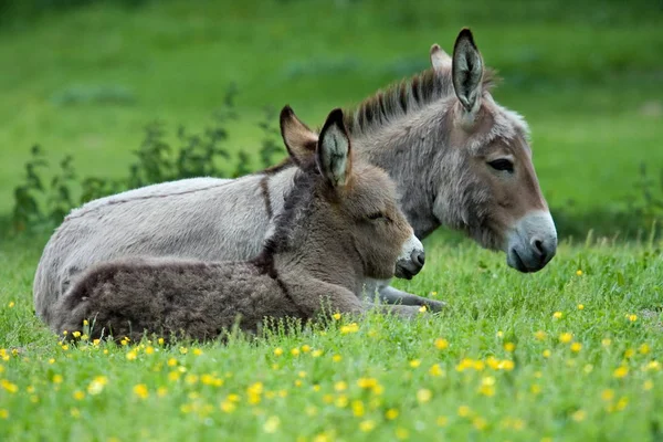 Close Donkey Young — Stock Photo, Image