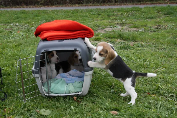 Szczeniak Beagle Futerałem — Zdjęcie stockowe