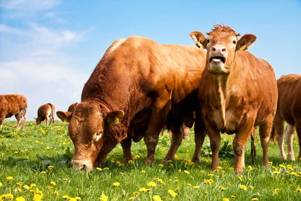 Domestic Livestock Farm Pasture — Stock Photo, Image