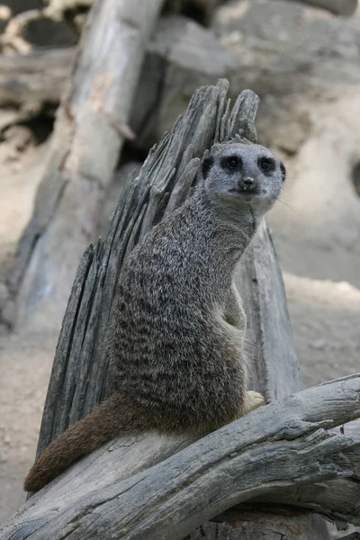 Χαριτωμένο Meerkat Suricate Suricatta — Φωτογραφία Αρχείου