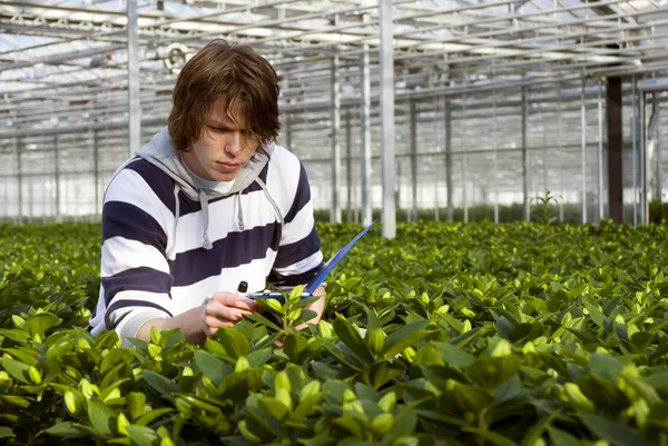 Young Man Greenhouse Plants — Stock Photo, Image