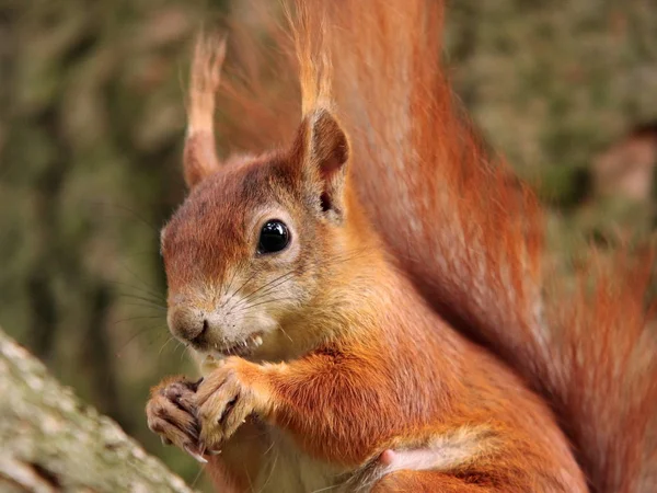 Fluffigt Ekorrdjur Gnagare — Stockfoto