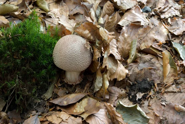 Pilzwachstum Naturbotanik Pilzflora — Stockfoto